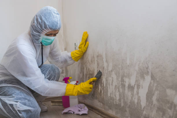 Best Insurance-Related Mold Remediation in Dearborn, MI