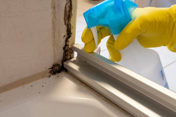 Best White Mold Remediation in Dearborn, MI