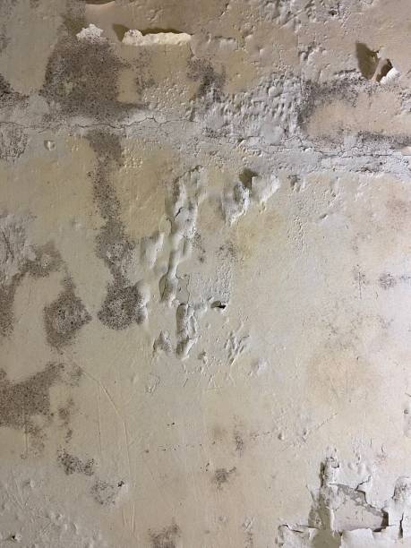 Best Post-Flood Mold Remediation in Dearborn, MI