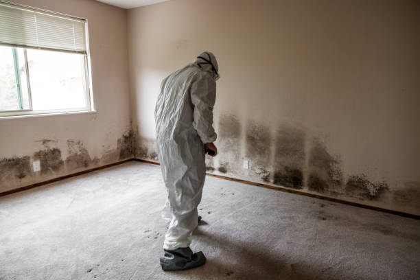 Professional Mold Remediation in Dearborn, MI