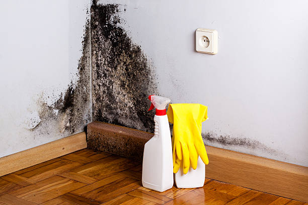 Best Basement Mold Remediation in Dearborn, MI