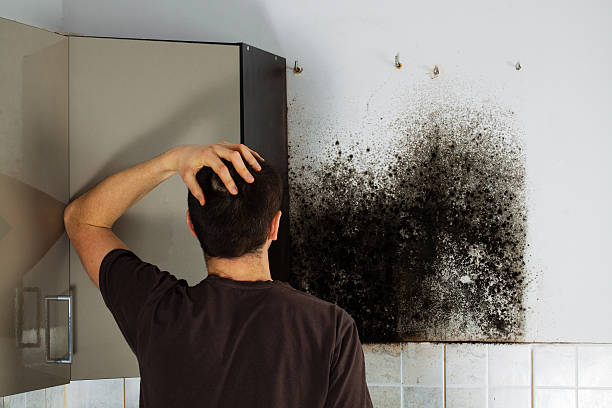 Best Basement Mold Remediation in Dearborn, MI