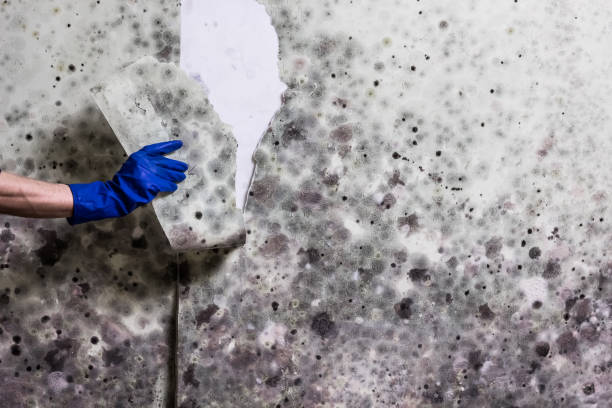 Best Mold Testing and Inspection Services in Dearborn, MI